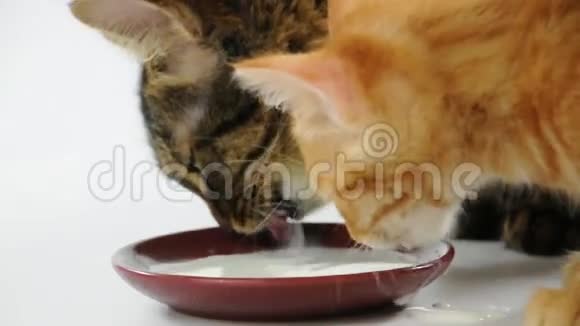 两只猫从同一碗里舔牛奶视频的预览图