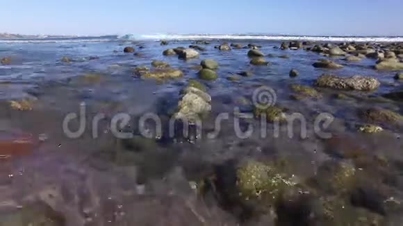 马里布海滩低潮海鸥坐在石头上视频的预览图