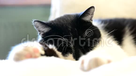 懒洋洋的黑白猫躺在房间里视频的预览图