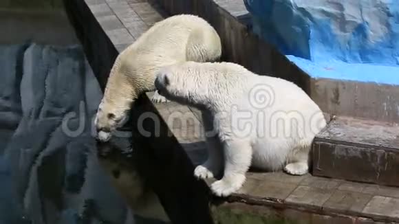 北极熊的饮用水视频的预览图