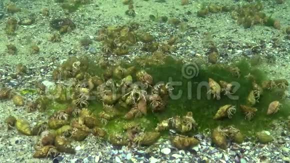 大量的小型寄居蟹视频的预览图