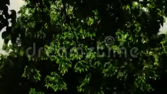 在风中吹过白桦树叶子的阳光美丽的大自然视频的预览图