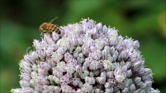 蜜蜂对花韭菜芽视频的预览图