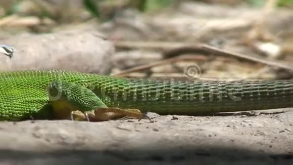 绿色蜥蜴视频的预览图