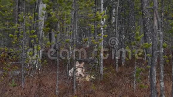 欧亚狼又称灰狼或灰狼又称木材狼科学名称Canis狼疮自然生境视频的预览图