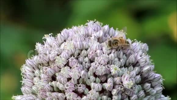 蜜蜂对花韭菜芽视频的预览图