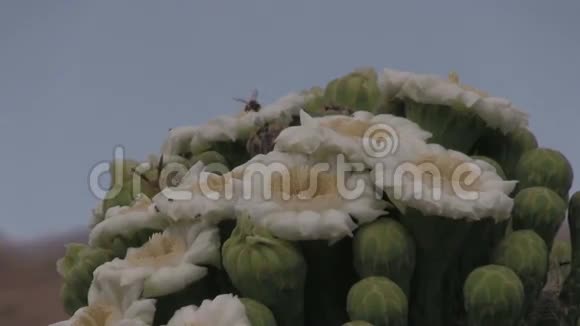 萨加罗仙人掌花和蜜蜂视频的预览图