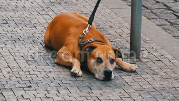 大狗坐在街上的皮带上从捷克布拉格街上人群的脚边经过视频的预览图