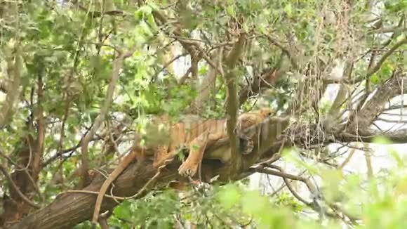 树上的狮子纳库鲁公园视频的预览图