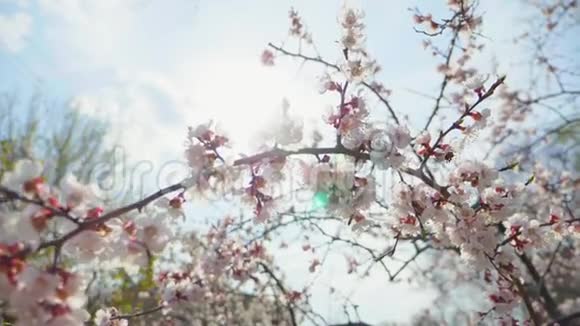 美丽的自然景象盛开的树和太阳耀斑果园里的春花鼓舞人心的春花和视频的预览图