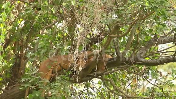 树上的狮子纳库鲁公园视频的预览图