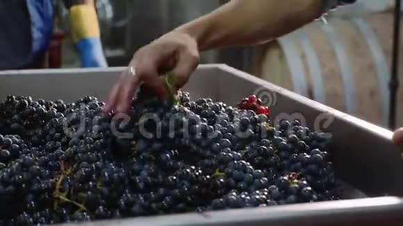 工人用刚收获的葡萄装满一桶酒榨视频的预览图
