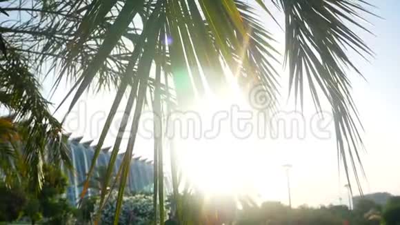 棕榈蓝天夏日视频的预览图