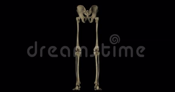 人体骨盆和腿部骨骼视频的预览图