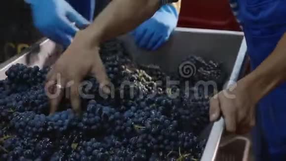 工人用刚收获的葡萄装满一桶酒榨视频的预览图