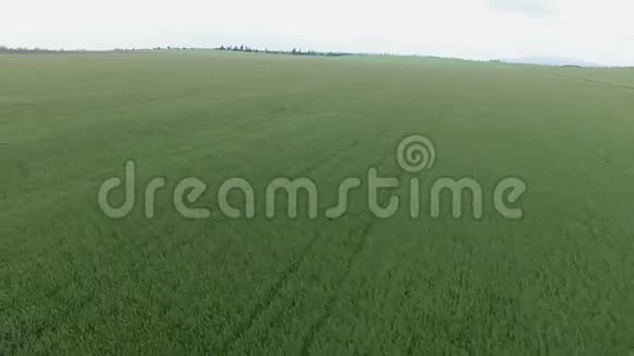 空中飞行绿色的麦田在风中摇曳视频的预览图