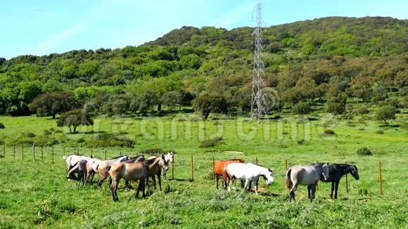 草地上的马群野生动物4K视频的预览图