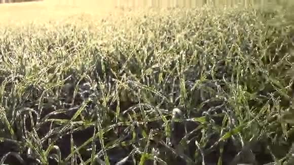 农作物谷物小麦锄头视频的预览图
