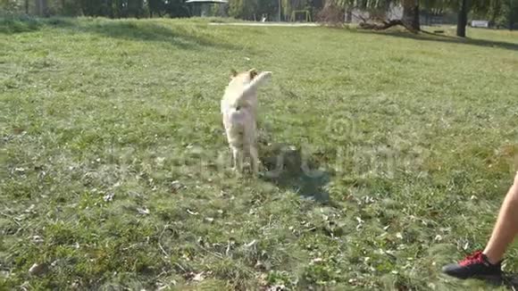 给狗扔棍子或玩具的人拉布拉多或金毛猎犬去取木棍男性业主视频的预览图