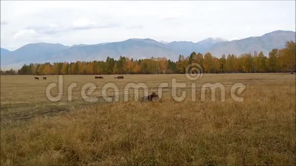 在阿尔泰山的一个牧场里放牧的马群视频的预览图