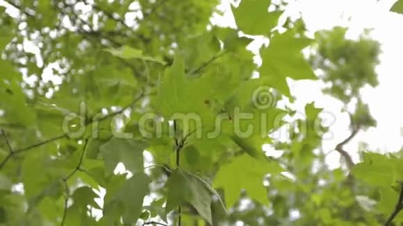 特写枫叶枫叶随风摇摆视频的预览图