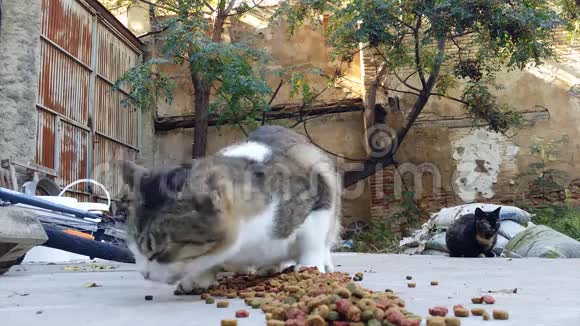 猫在废弃的房子后院吃干猫粮视频的预览图