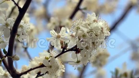 春天开花了花开在树枝上特写镜头蓝天视频的预览图