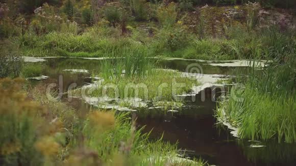 在池塘附近的树林里一个安静的地方视频的预览图