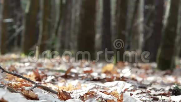 从下面看一个女孩和一个男孩正在秋天的森林里散步视频的预览图
