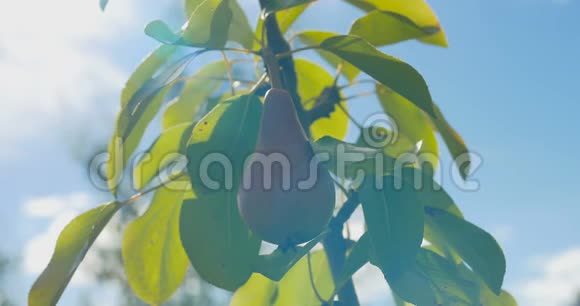 梨挂在树上夏天视频的预览图