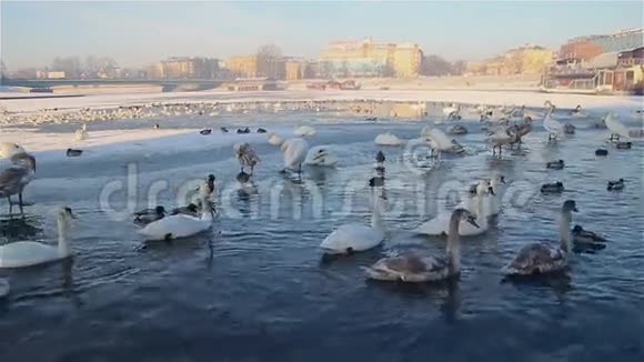 白色的天鹅和鸭子在冬天的河上游泳视频的预览图