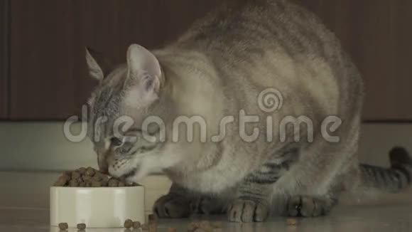 猫吃干粮慢镜头视频视频的预览图
