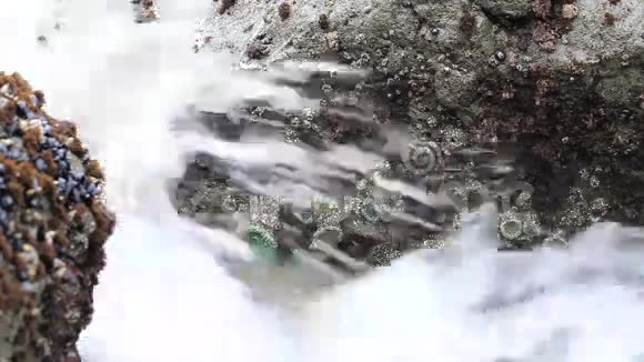 海葵和海星在水涌的岩石上视频的预览图