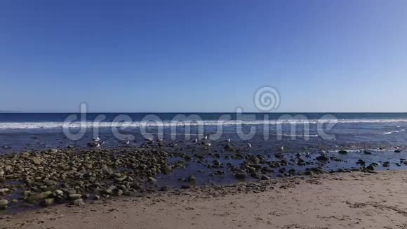 马里布海滩低潮海鸥坐在石头上视频的预览图