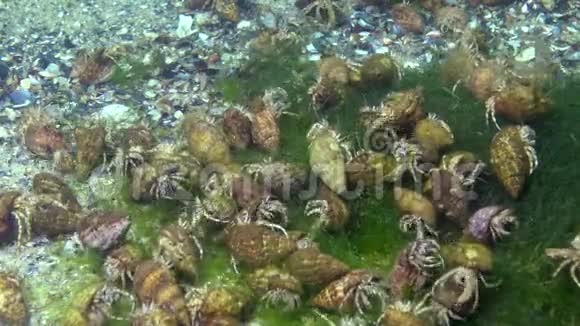 大量的小型寄居蟹黑海视频的预览图