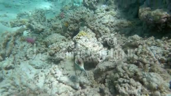 孤独的鱼儿游过大珊瑚礁视频的预览图
