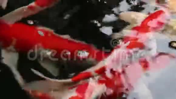 品种锦鲤鱼游于颗粒漂浮的绿水中视频的预览图