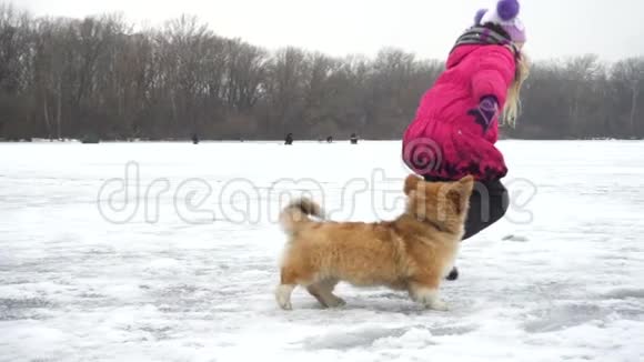 科吉毛茸茸的小狗和小女孩在冬天的户外散步视频的预览图