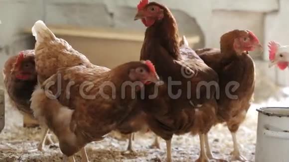 鸡的家庭庭院生态视频的预览图