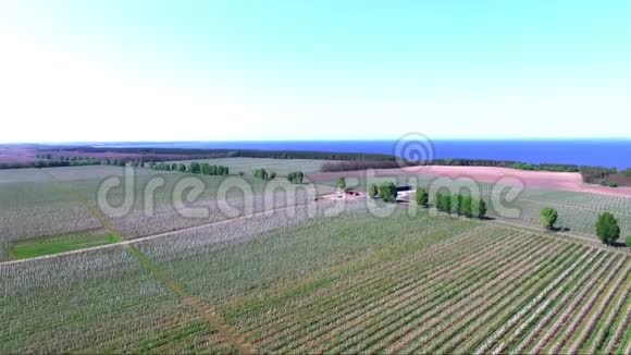 空中视频从上面看从高处看从高处看苹果园开花的田野视频的预览图