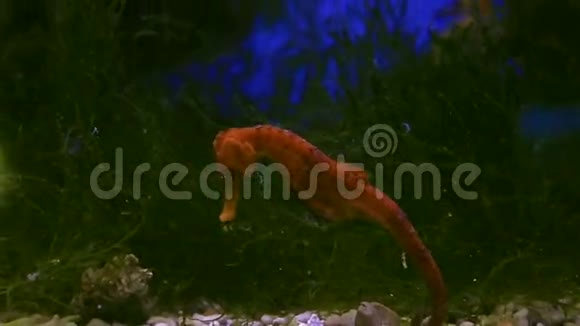 海马是一种小海鱼视频的预览图