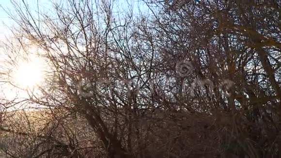 阳光透过法国比利牛斯群岛的树枝照耀视频的预览图