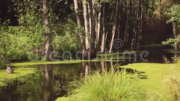 在池塘附近的树林里一个安静的地方视频的预览图