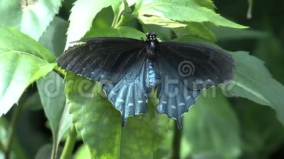 蓝黑蝴蝶特写视频的预览图