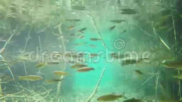鱼在普利蒂维湖游泳视频的预览图