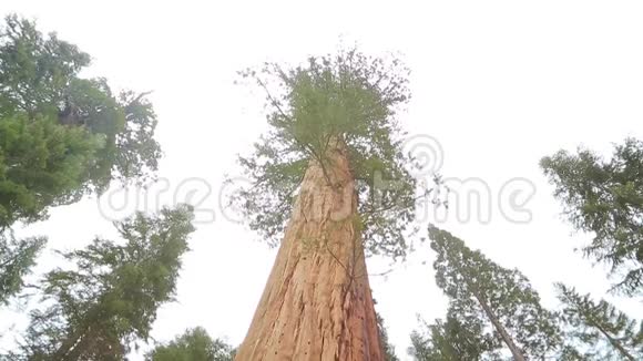 红杉国家公园的巨杉视频的预览图