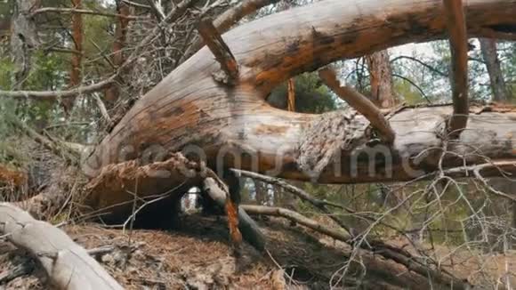 松林景观枯树落叶及植被视频的预览图