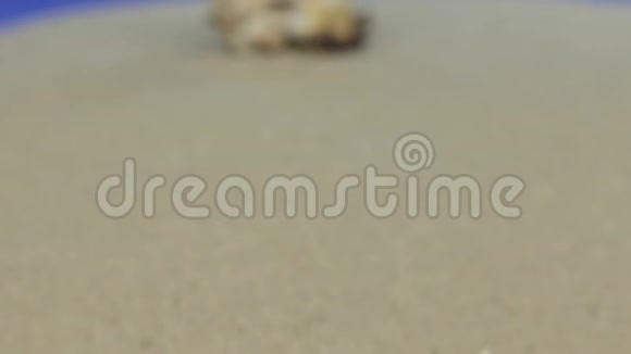 走近躺在沙滩上的贝壳孤立视频的预览图