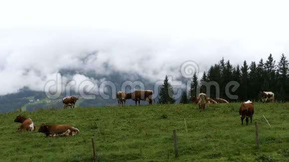 在高山山脉背景下牛在山牧场上放牧视频的预览图