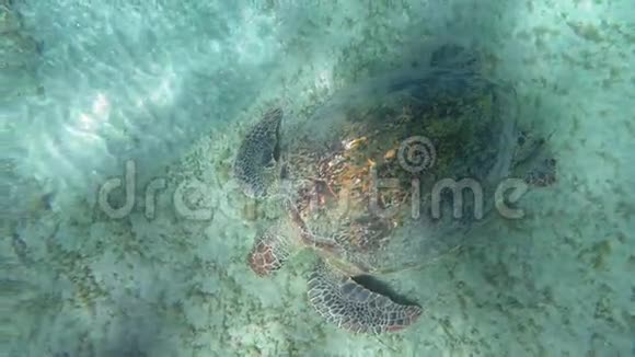 大海龟在海底寻找食物视频的预览图